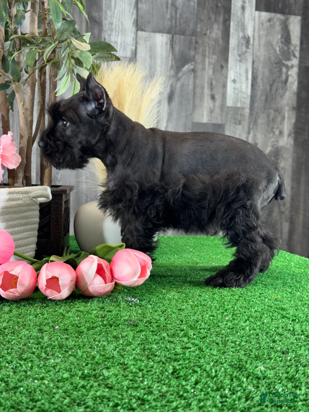 Miniature Schnauzer dogs for sale: Kong  - Ad 5