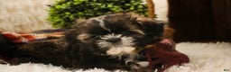 Shih Tzu dogs for sale: Shep - Ad 6