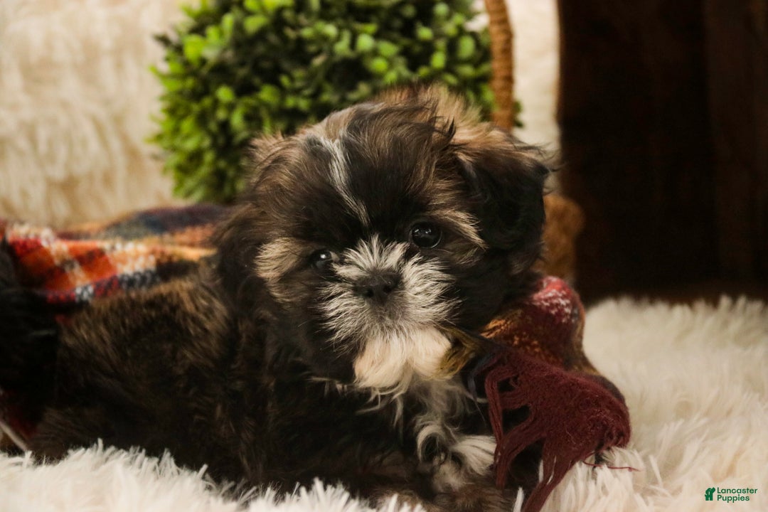 Shih Tzu dogs for sale: Shep - Ad 6