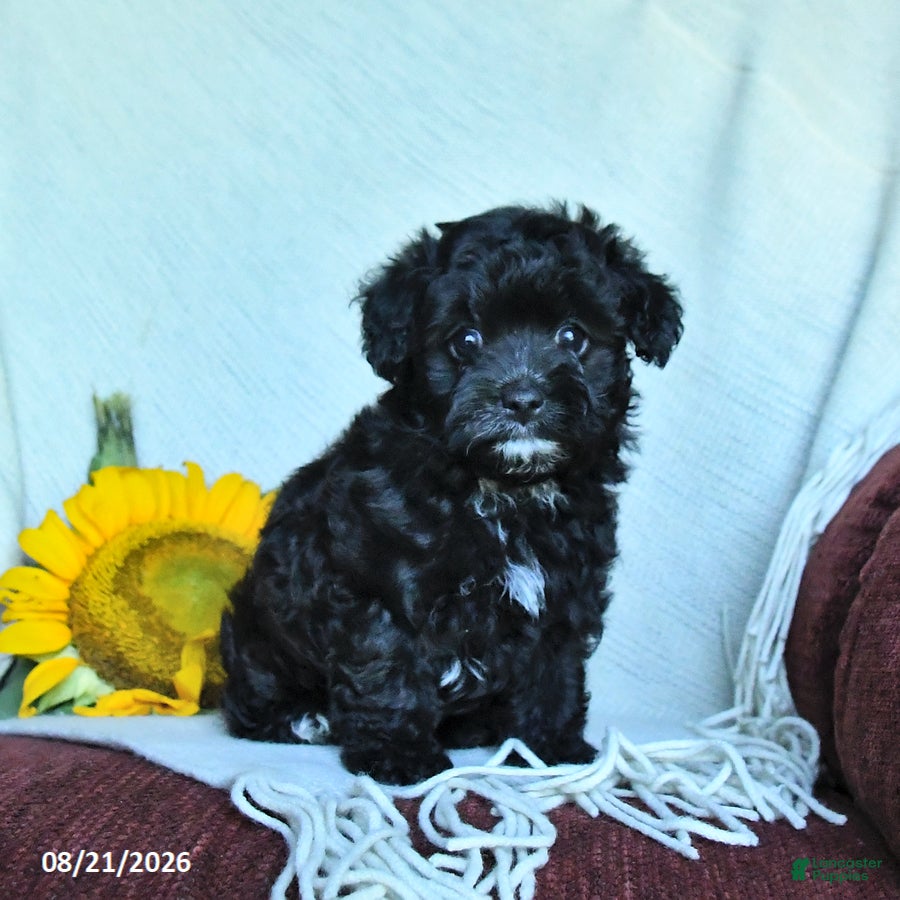 Havapoo dogs Amber - Ad 1