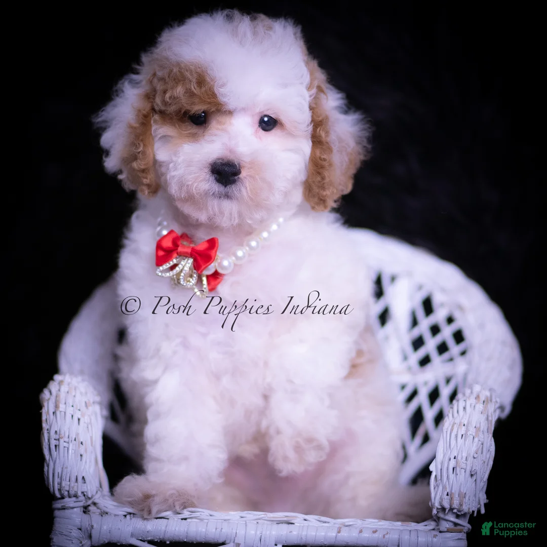 Maltipoo dogs for sale: Maco F1B - Ad 1