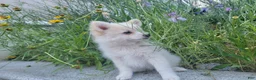 Pomeranian dogs for sale: Arcanine - Ad 8