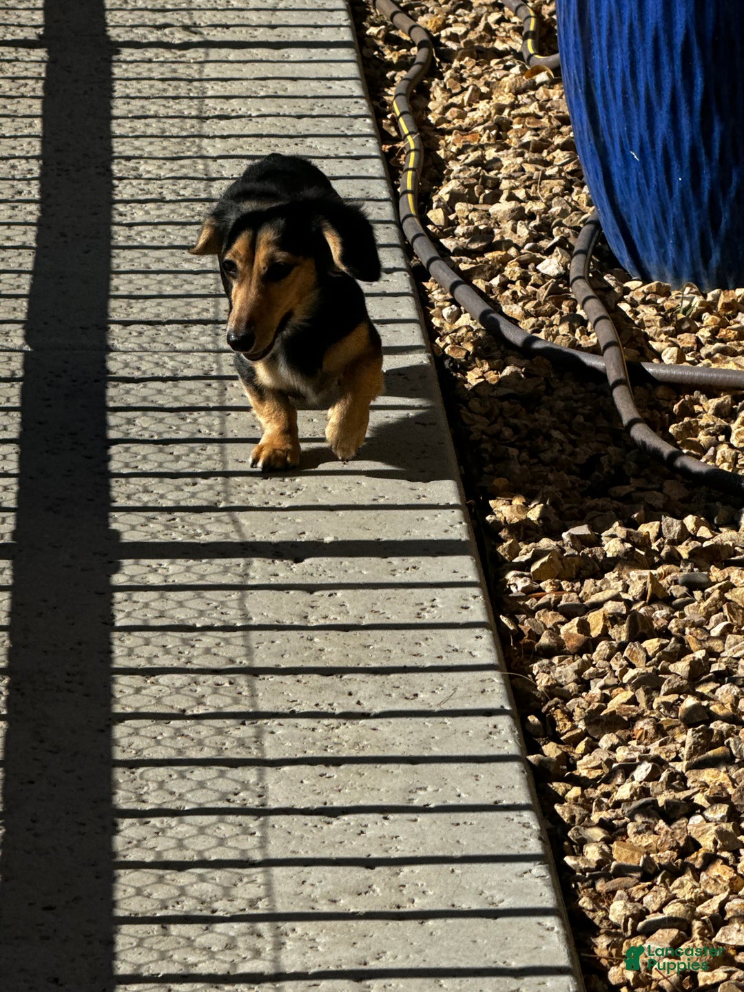 Dachshund dogs for sale: Dachshund Puppy 3 - Ad 3