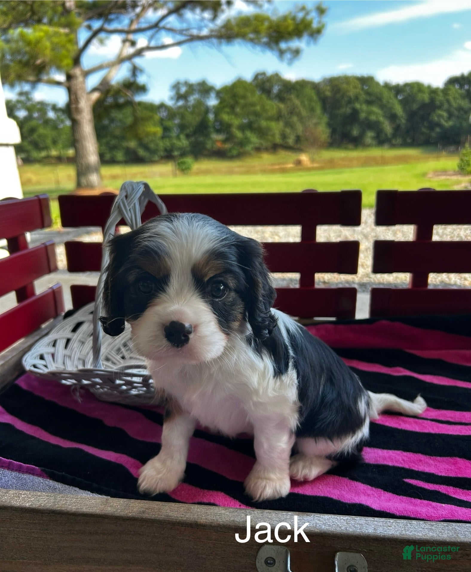 Cavalier King Charles Spaniel dogs Cavalier King Charles Spaniel Puppy 2 - Ad 32