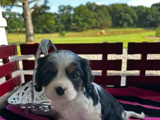 Cavalier King Charles Spaniel dogs Cavalier King Charles Spaniel Puppy 2 - Ad 2