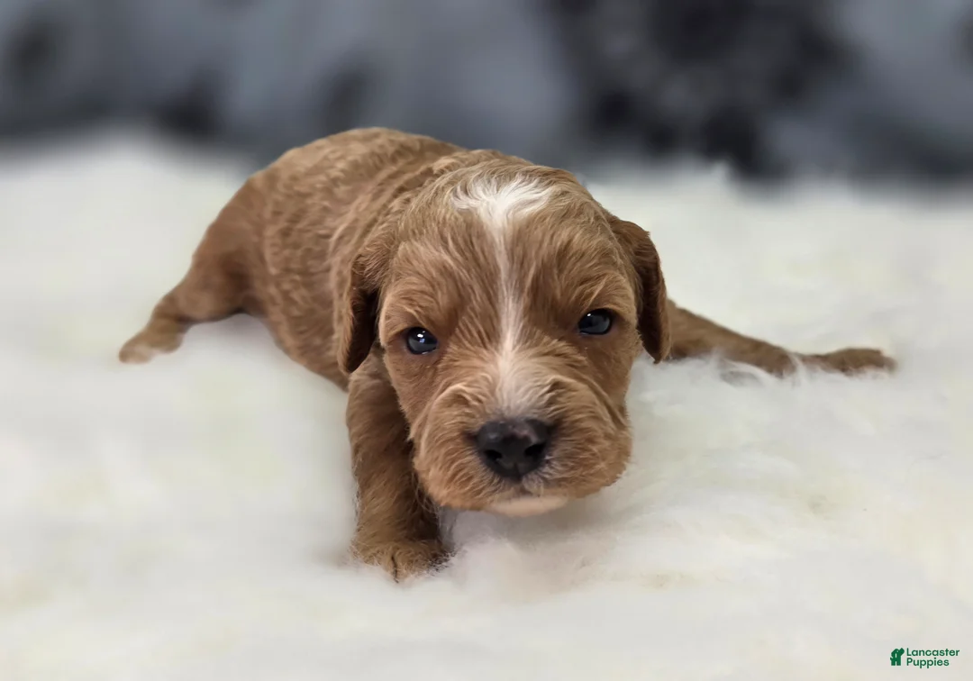 Cavapoo dogs for sale: Glacier - Ad 4