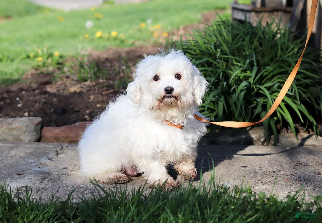 Maltipoo dogs for sale: Elliot - Ad 10