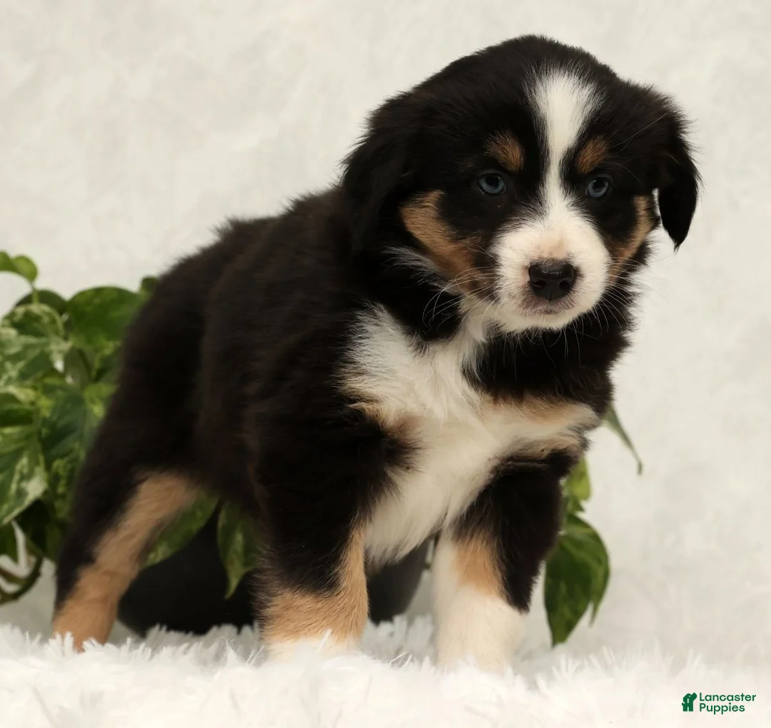 Miniature Australian Shepherd dogs for sale: Sage - Ad 7