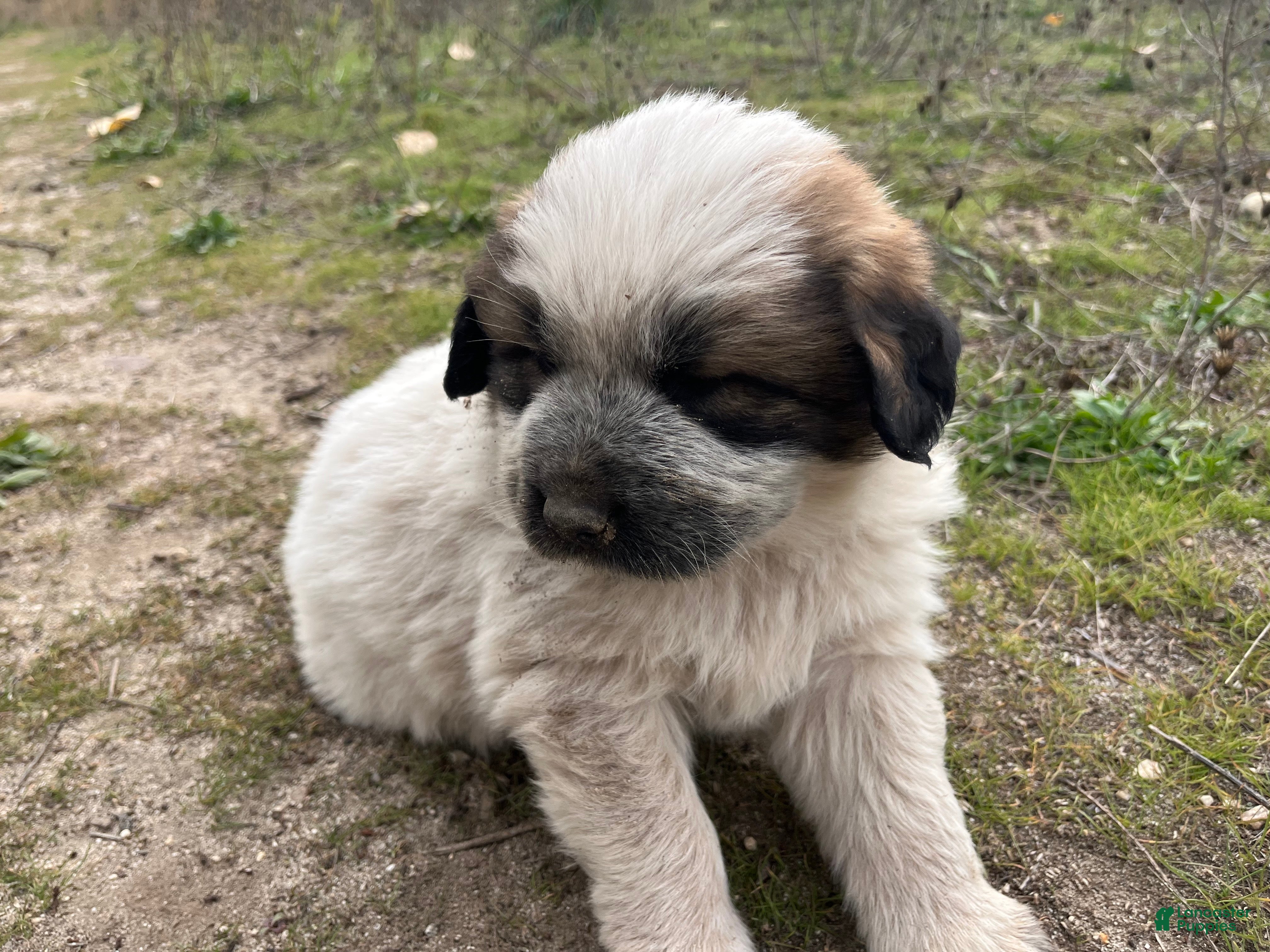 Mixed Breed dogs for sale: Oreo - Ad 2