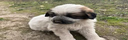 Mixed Breed dogs for sale: Oreo - Ad 2