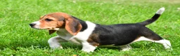 Beagle dogs for sale: Cassidy - Ad 7
