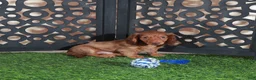 Miniature Dachshund dogs for sale: Beanie Adorable ACA Mini Dachshund Puppy - Ad 3