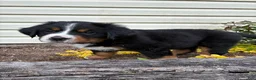 Bernese Mountain Dog dogs for sale: Sash - Ad 3