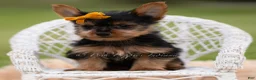 Yorkshire Terrier dogs for sale: Zeke - Ad 2