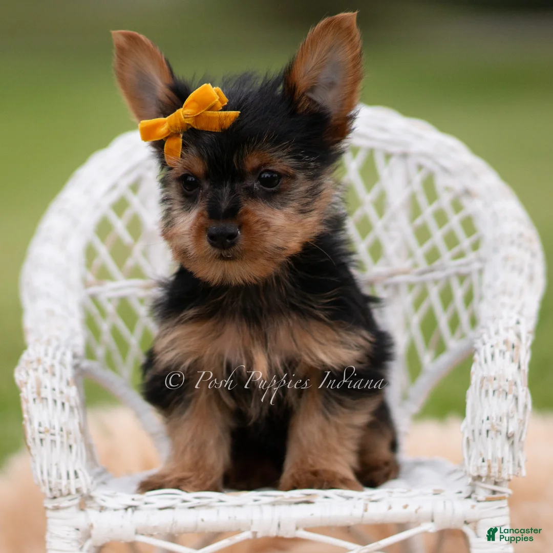 Yorkshire Terrier dogs for sale: Zeke - Ad 2