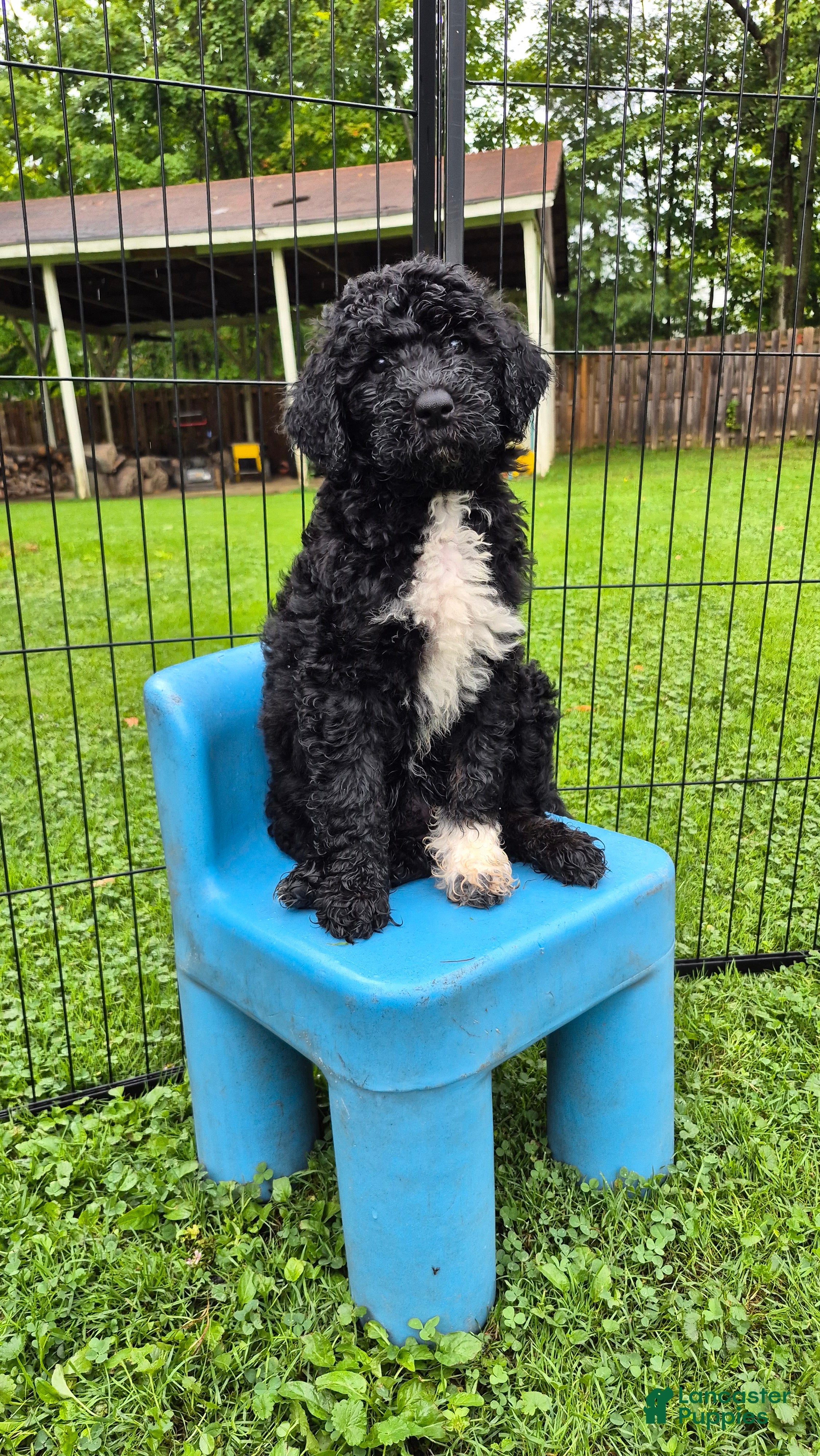 Mini Sheepadoodle dogs Stella - Ad 1