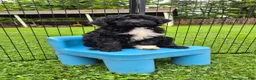 Mini Sheepadoodle dogs for sale: Stella - Ad 1