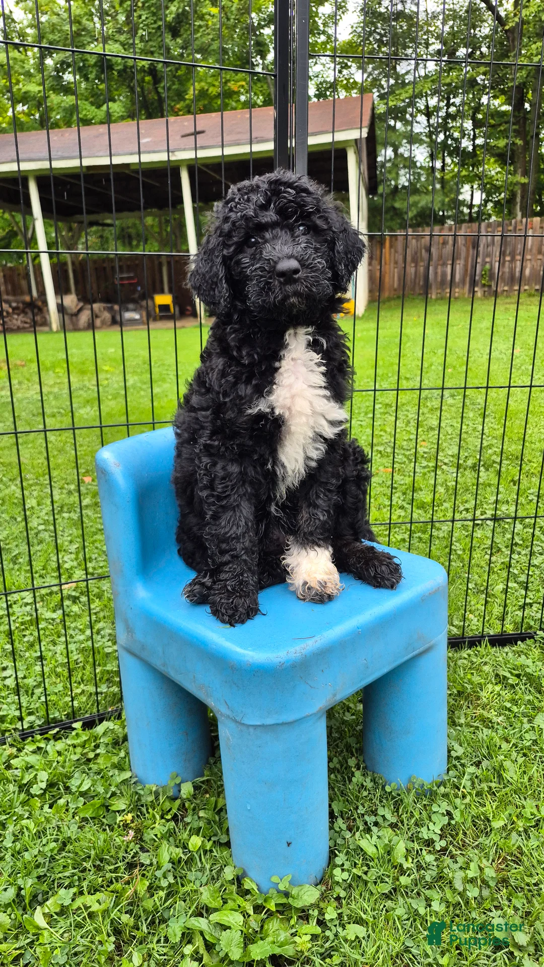 Mini Sheepadoodle dogs for sale: Stella - Ad 1