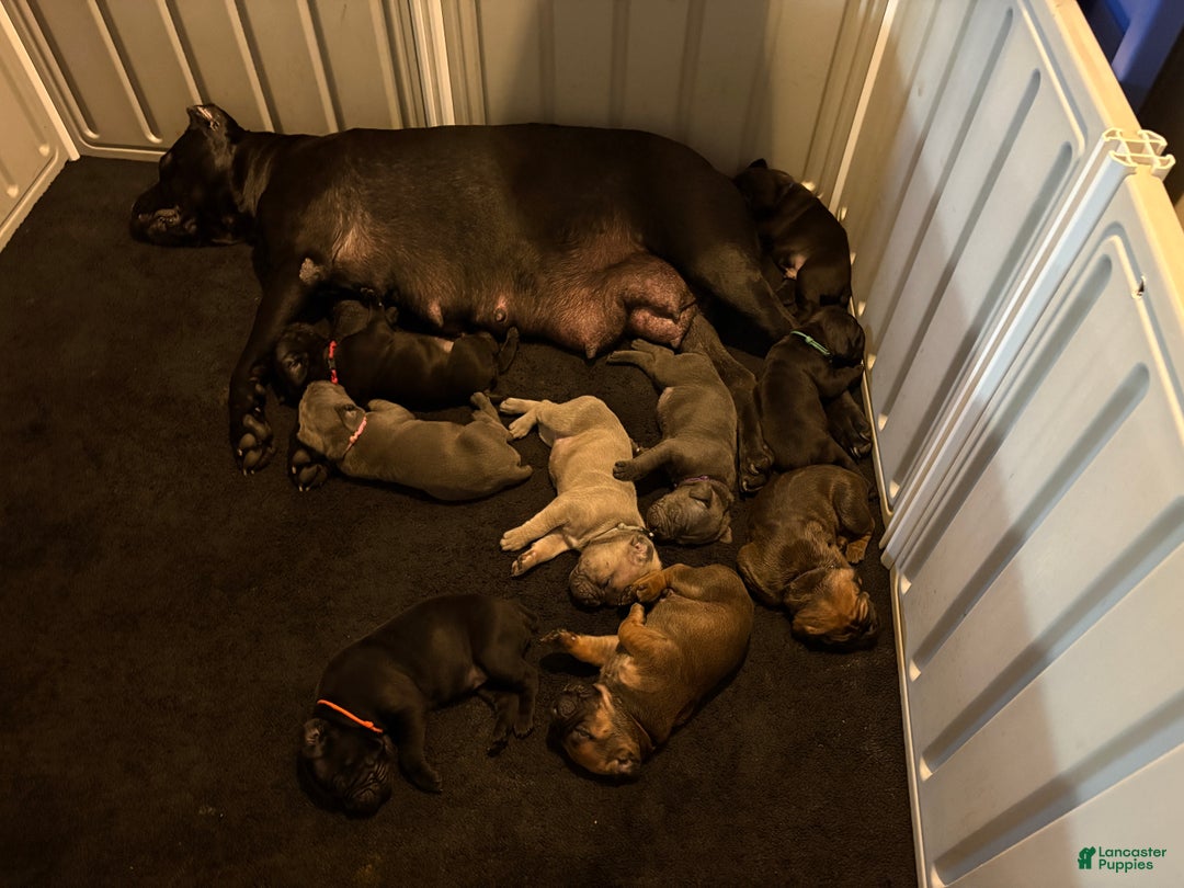 Cane Corso dogs for sale: Red - Ad 8