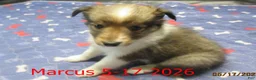 Shetland Sheepdog dogs for sale: Marcus Male - Ad 3