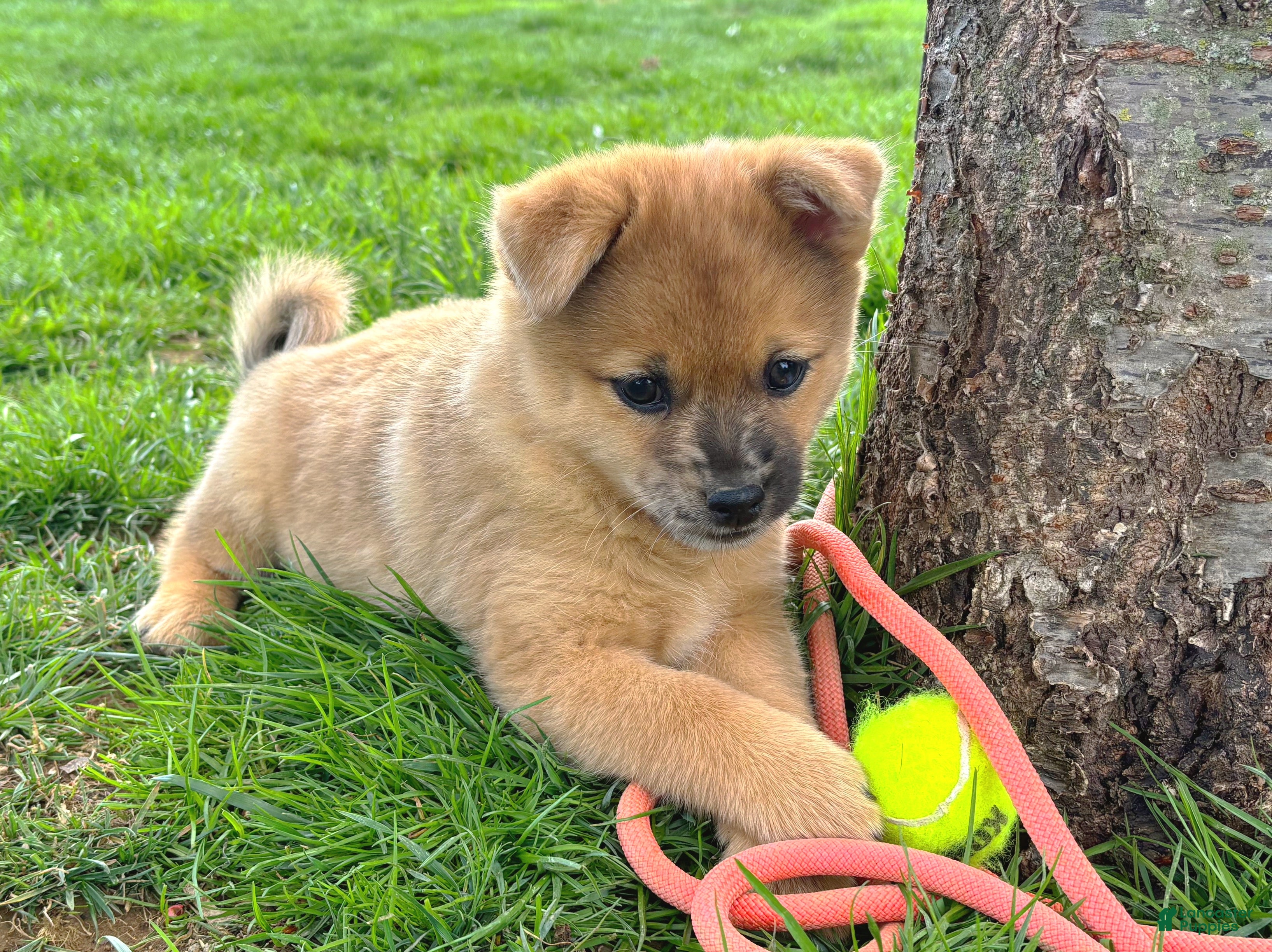 Mixed Breed dogs Luigi - Ad 2