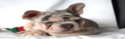 French Bulldog dogs for sale: Thea - Ad 13
