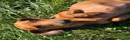Mixed Breed dogs for sale: Classic Dorgi Female - Corgi & Dachshund Mix - Ad 14