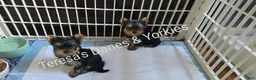 Yorkshire Terrier dogs for sale: Micro boy - Ad 3