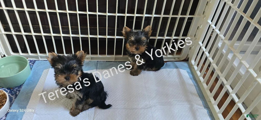 Yorkshire Terrier dogs for sale: Micro boy - Ad 3