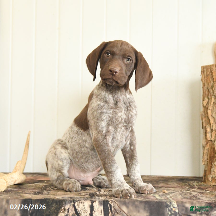 German Shorthaired Pointer dogs Dakota - Ad 1
