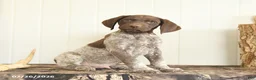 German Shorthaired Pointer dogs for sale: Dakota - Ad 1