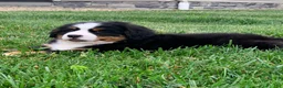 Bernese Mountain Dog dogs for sale: Willow  - Ad 9