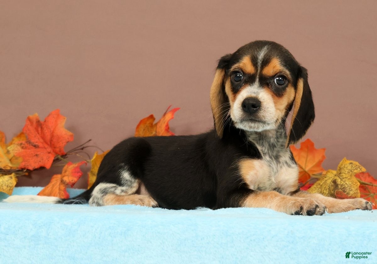 Beagle dogs Delight - Ad 1