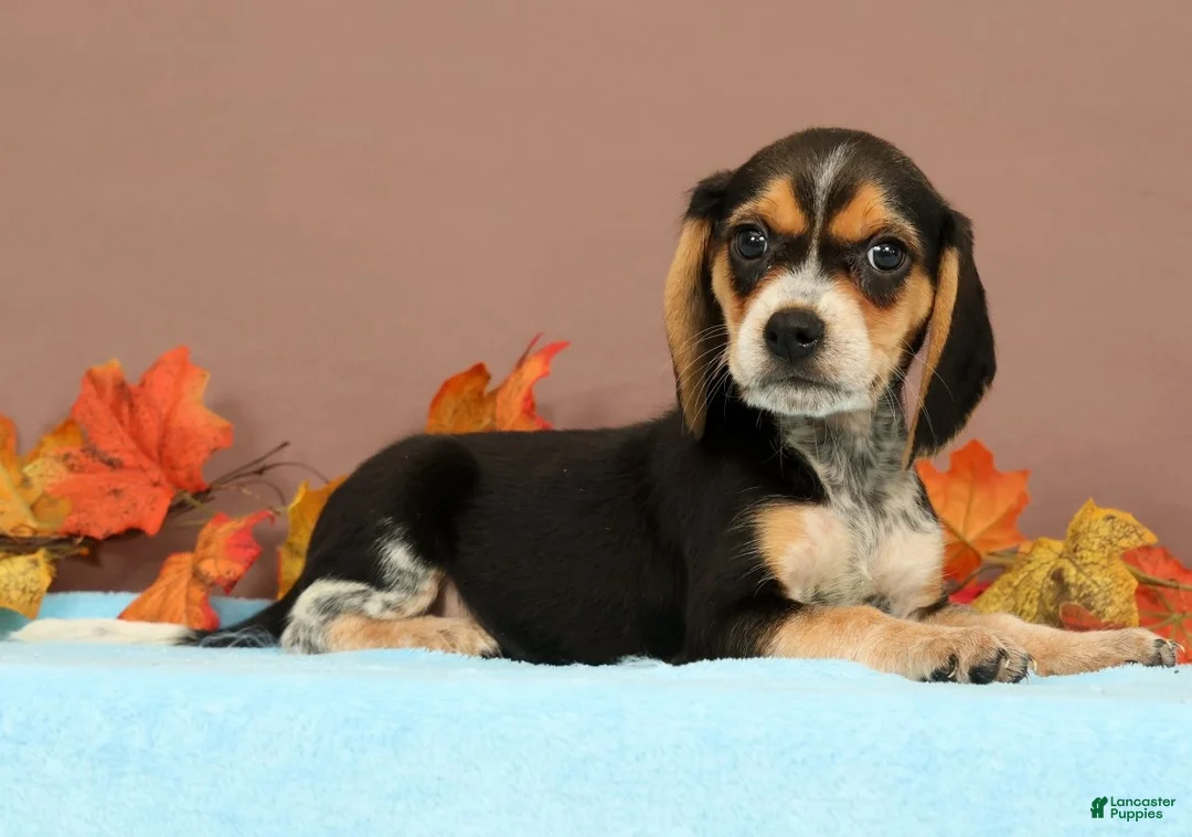 Beagle dogs for sale: Delight - Ad 1