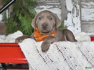 Labrador Retriever dogs - Ad 6