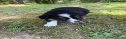 Australian Shepherd dogs for sale: Australian Shepherd Junior - Ad 4