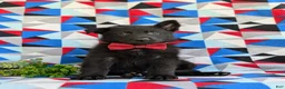 German Shepherd dogs for sale: Maxfield - Ad 2