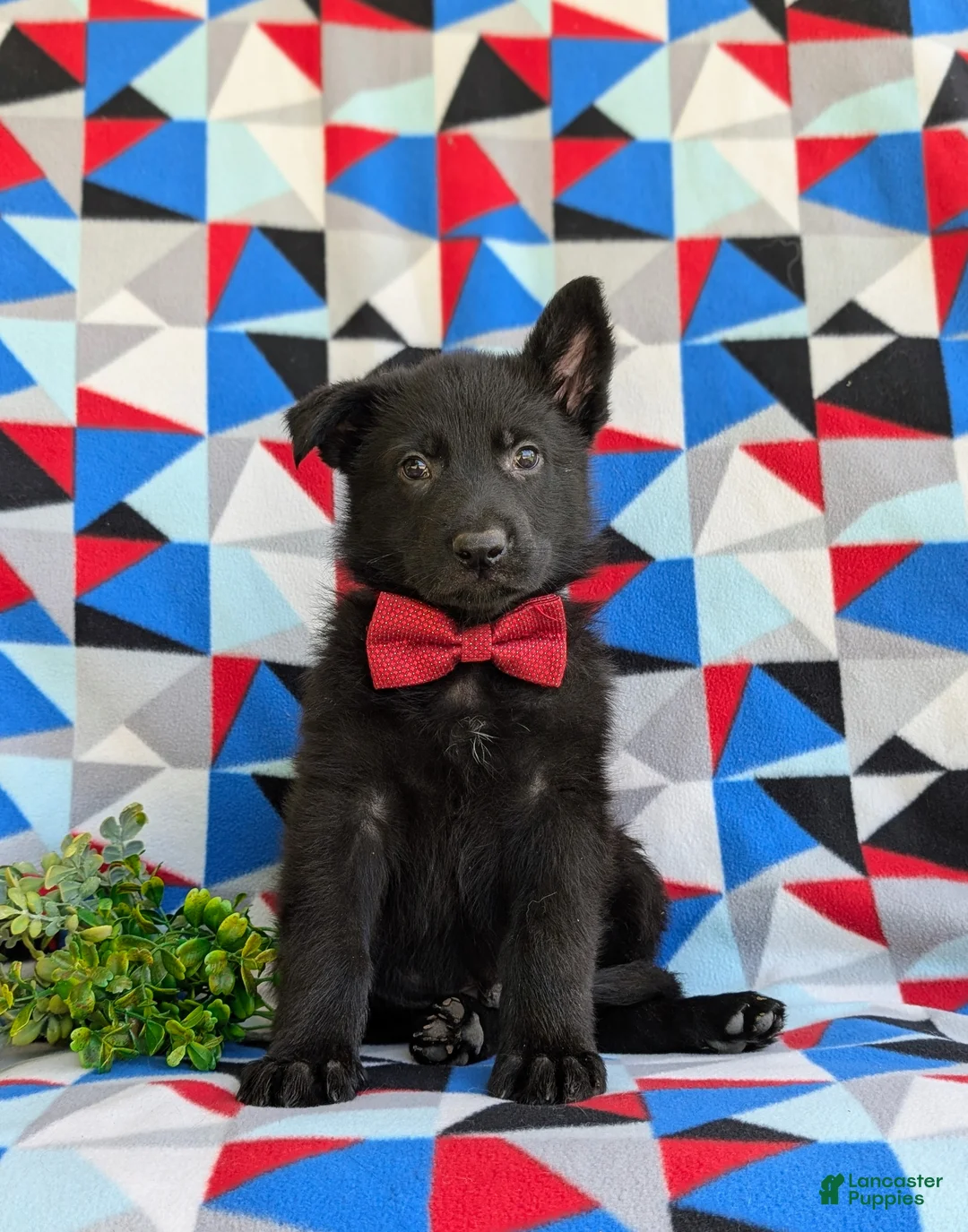 German Shepherd dogs for sale: Maxfield - Ad 2