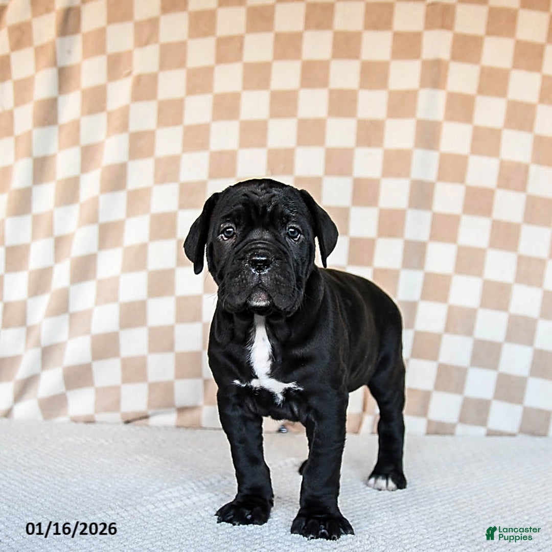 Cane Corso dogs for sale: Maggie - Ad 1