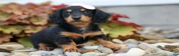 Miniature Dachshund dogs for sale: Tessa 💞 - Ad 5