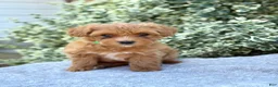 Toy Poodle dogs for sale: Pixie - Ad 1