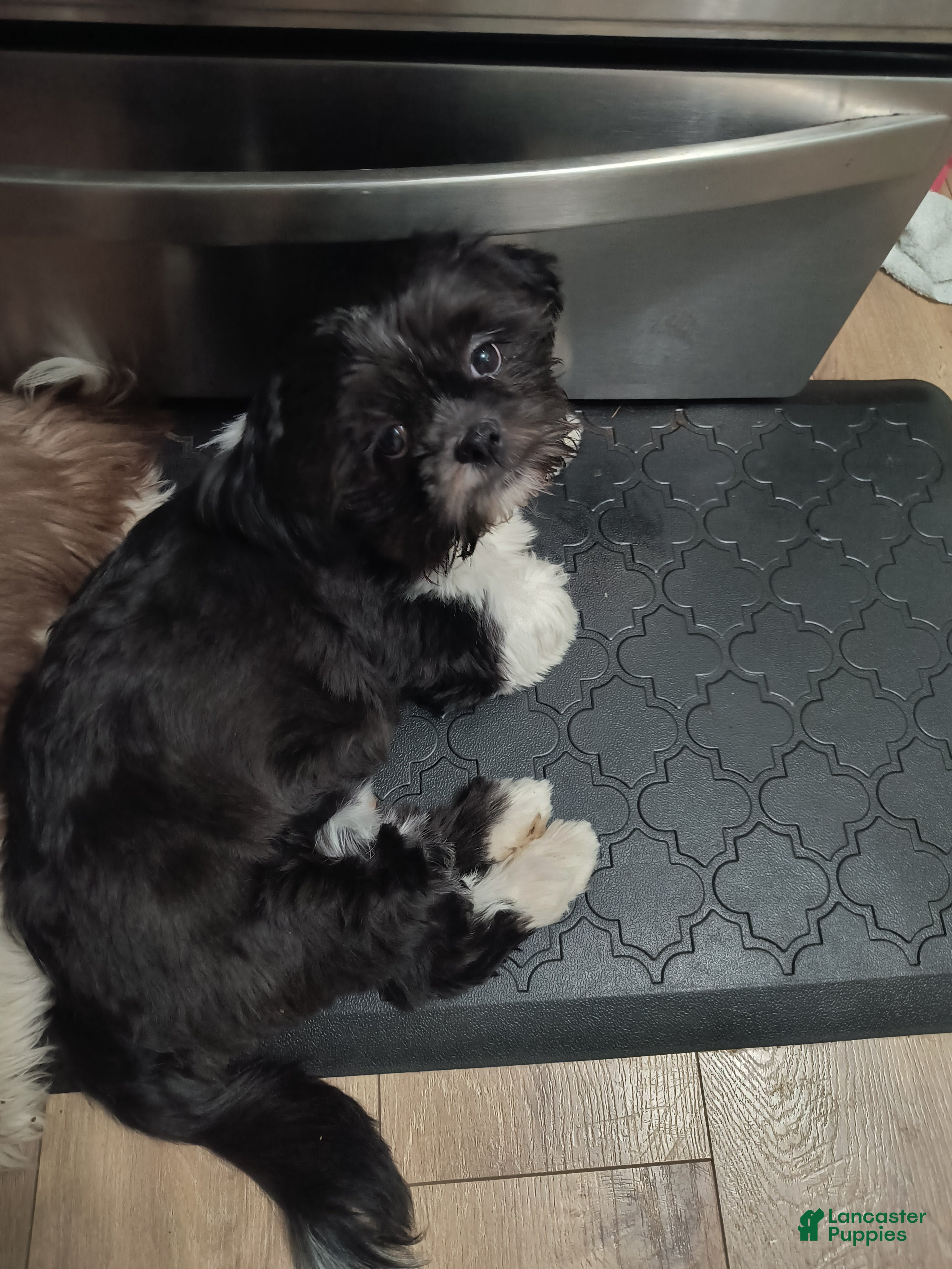 Shih Tzu dogs Shih Tzu Puppy 1 - Ad 1