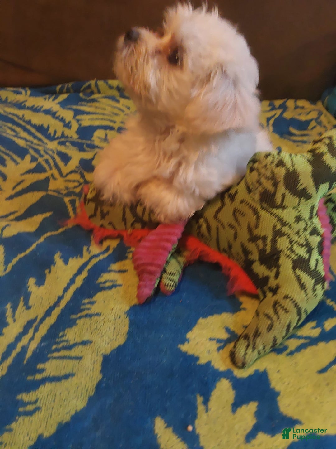 Gallery Image {{count}}