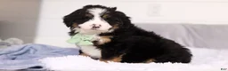 Mini Bernedoodle dogs for sale: Teddy  - Ad 3