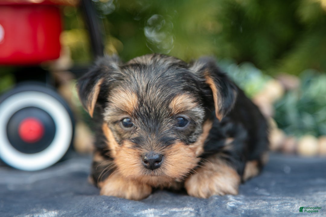 Yorkshire Terrier dogs for sale: Aurora - Ad 3