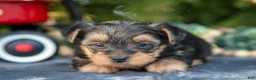 Yorkshire Terrier dogs for sale: Aurora - Ad 3