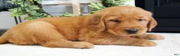 Golden Retriever dogs for sale: Sadie - Ad 3