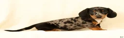 Miniature Dachshund dogs for sale: Lincoln - Ad 4