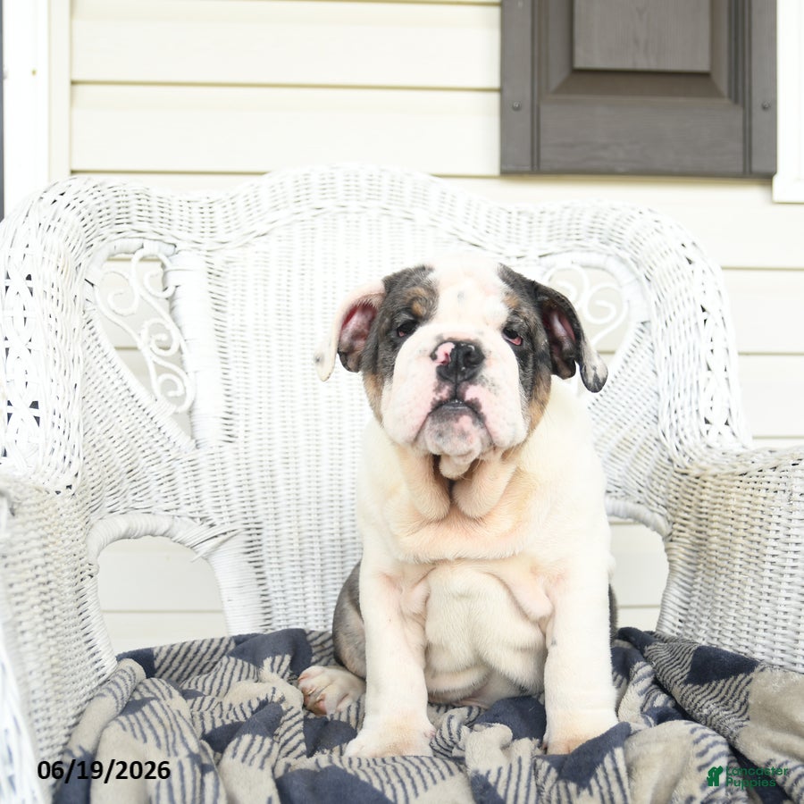 English Bulldog dogs Snowberry - Ad 1