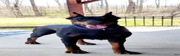 Doberman Pinscher dogs for sale: MAYBELLE - Ad 2